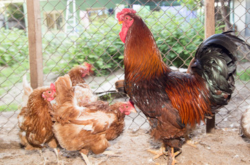 colored cock on a chicken farm