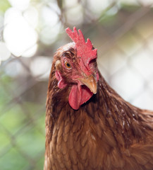 chicken near the fence on the farm