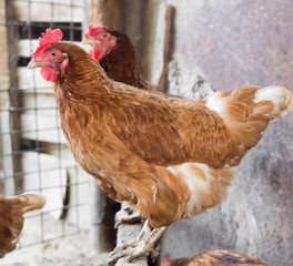colored chicken on chicken farm