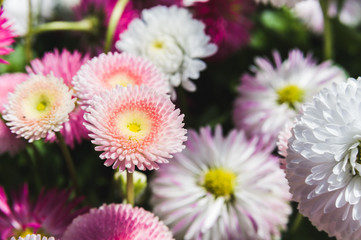 scattering of white, pink and red flowers on green lawn