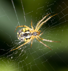 scary spider in nature. macro