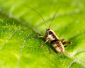 Grasshopper on a green leaf. macro
