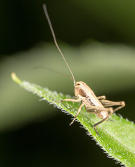 Grasshopper on a green leaf. macro