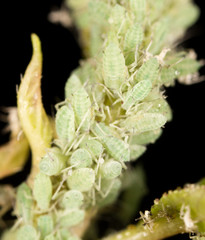 Obraz premium Aphids on a leaf in the nature. macro