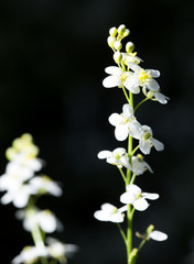 beautiful white flower in nature