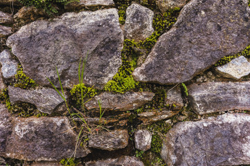 Macro green moss among old rough stones