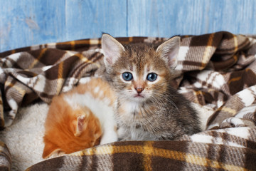 Fototapeta na wymiar Adorable grey kitten at plaid blanket