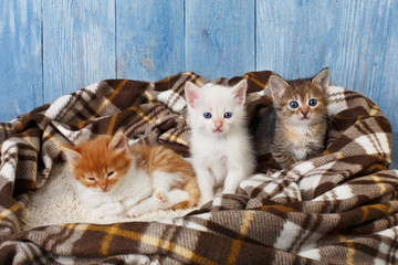 Naklejka na ściany i meble Group of kittens at plaid blanket