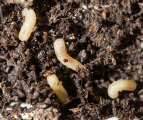white fly larvae in the soil. macro