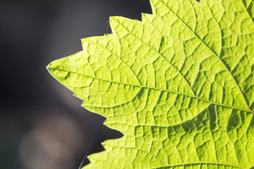 beautiful leaf on black outdoors