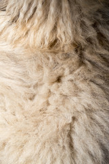 dog fur as background. texture