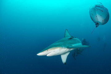 Giant Blacktip swimming in deep blue water