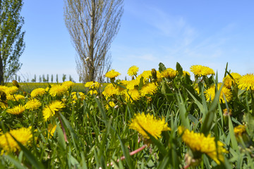 цветы одуванчики