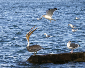 California Gull trying to chase Brown Pelican away, pelican fighting gull off, not going to give up his or her spot on the concrete piling. Beak open