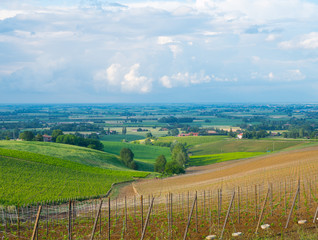 Fototapeta na wymiar panoramic view of a vineyard