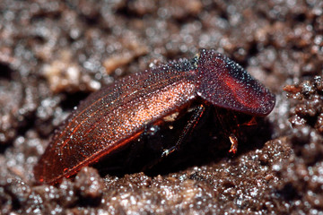 Black snail beetle (Silpha atrata) brown form in profile. Insect in the family Silphidae, covered in water droplets