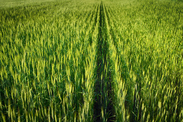 Green wheat field