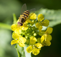 bee on yellow flower in nature. macro