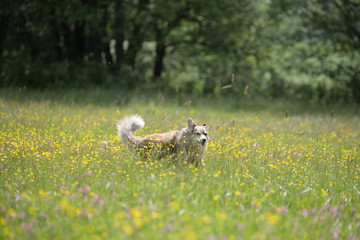 running wild, shepherd dog running through flowers