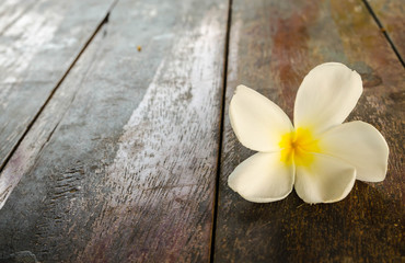 Tropical flowers frangipani on wood
