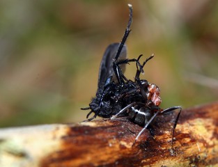 waldameise mit beute