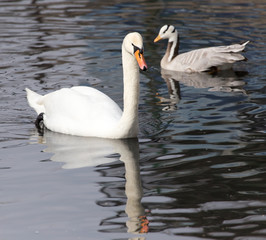 White swan floating on the lake