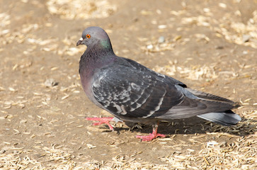 Obraz premium pigeon in the park on the nature