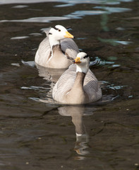 duck in the lake in nature
