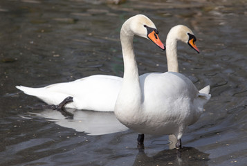 White swan floating on the lake