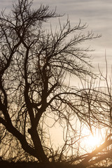bare branches of a tree at sunrise sun