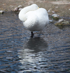 Duck sleeping in the park on the nature