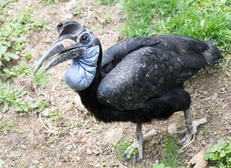 hornbill portrait in a park on the nature