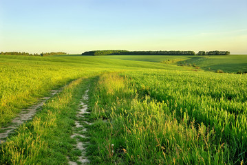 Rural road across the field