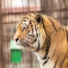 Portrait of a tiger in zoo