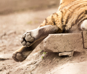 paw of a tiger in zoo