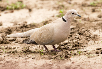 pigeon in the park on the nature