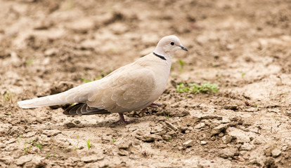 pigeon in the park on the nature