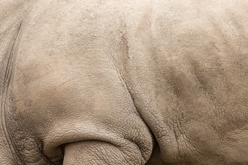 rhino skin as background © schankz