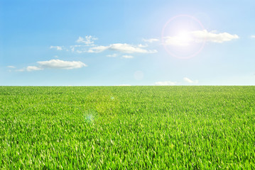 Sun in blue sky and green field of wheat