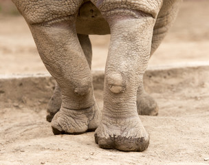 rhino feet on the ground in nature © schankz