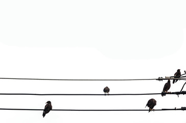 different of bird on cable