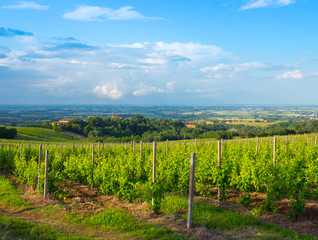Fototapeta na wymiar panoramic view of a vineyard