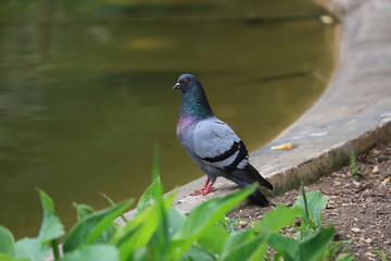 Pigeon at the Waterfront
