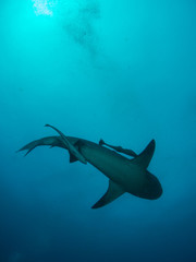 giant bull shark / Zambezi Shark swimming in deep blue water