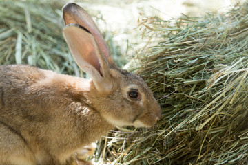 rabbit in the zoo