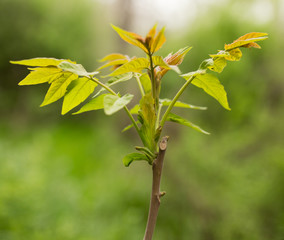small leaves on a tree in spring