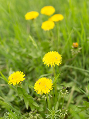 yellow dandelion flowers in nature