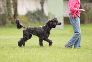 Königspudel - Großpudel beim Hundesport