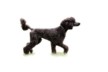 Großpudel - Königspudel freigestellt