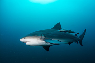 giant bull shark / Zambezi Shark swimming in deep blue water